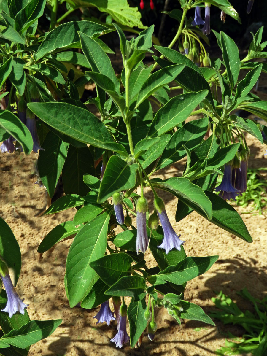 Fialkovec (Iochroma australe Griseb.)