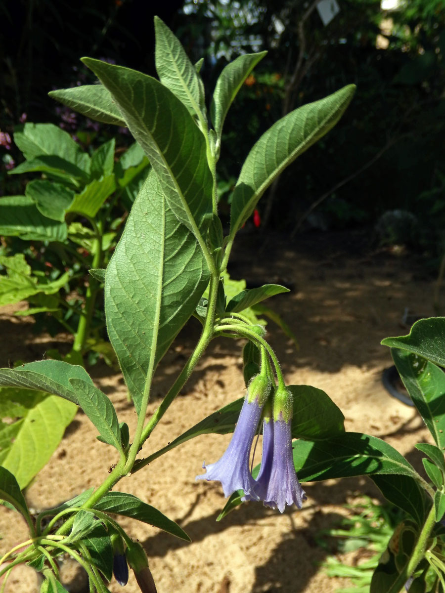 Fialkovec (Iochroma australe Griseb.)