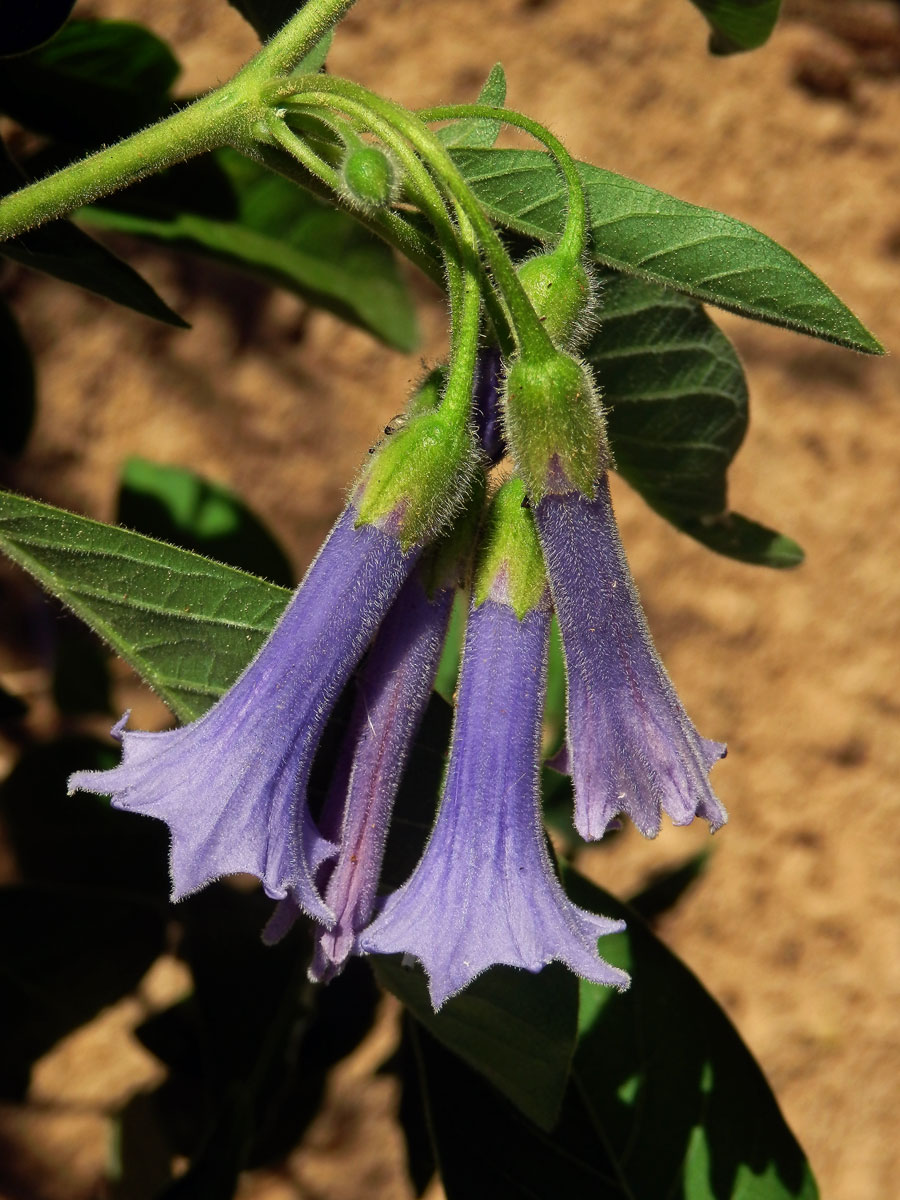 Fialkovec (Iochroma australe Griseb.)