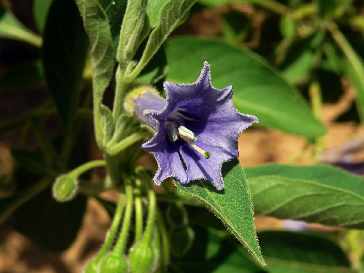 Fialkovec (Iochroma australe Griseb.)