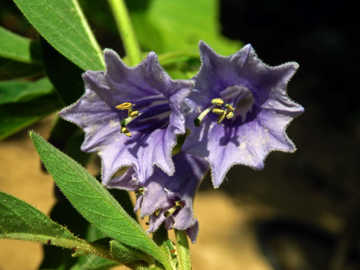 Fialkovec (Iochroma australe Griseb.)