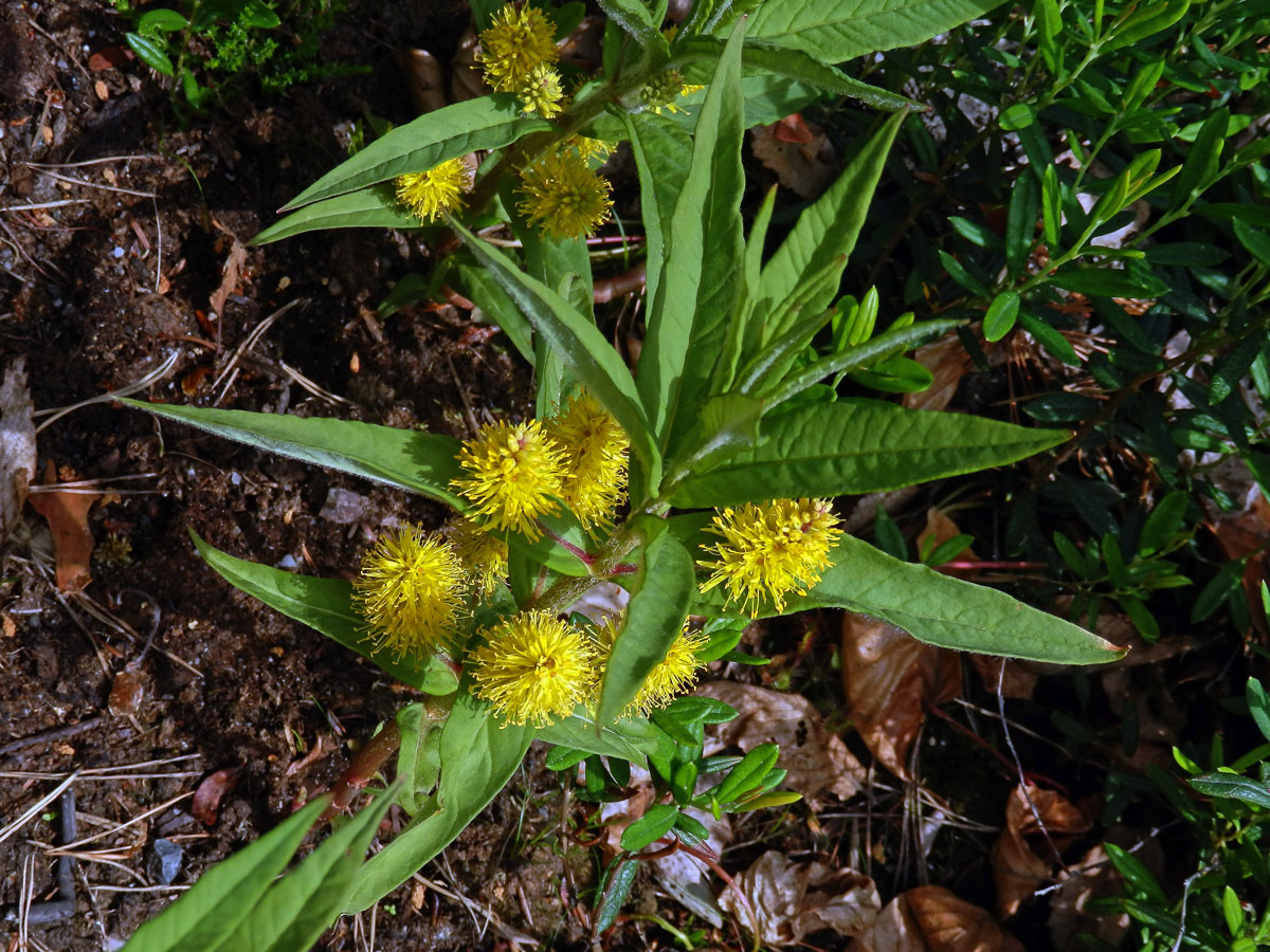 Vrbina kytkokvětá (Lysimachia thyrsiflora L.)