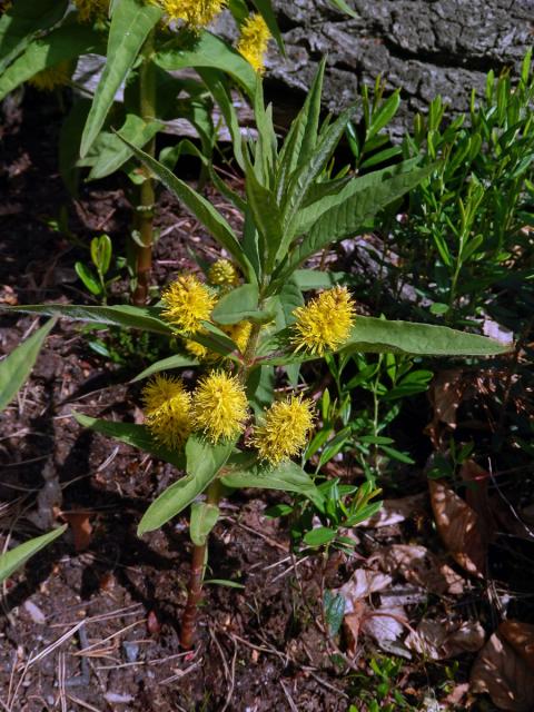 Vrbina kytkokvětá (Lysimachia thyrsiflora L.)