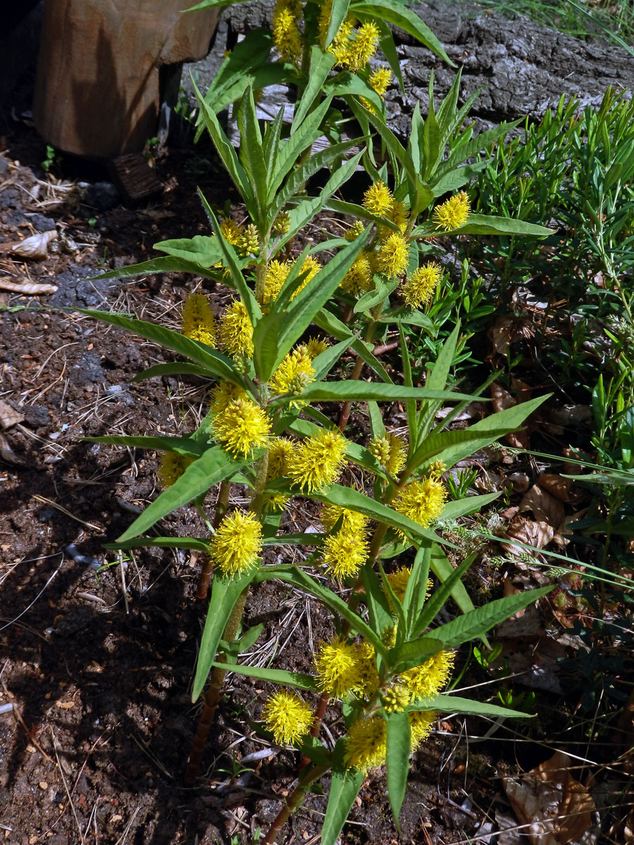 Vrbina kytkokvětá (Lysimachia thyrsiflora L.)