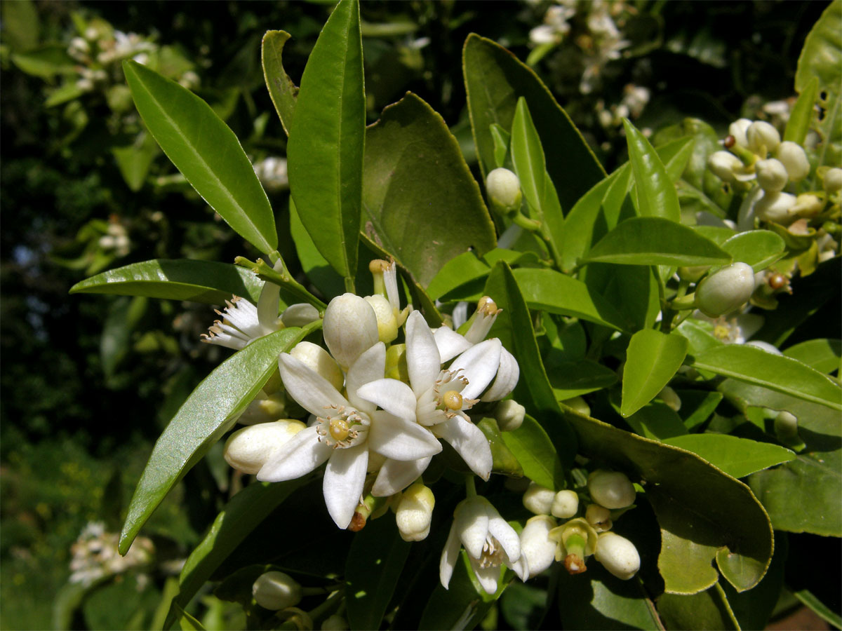 Pomerančovník pravý (Citrus x sinensis (L.) Osbeck)