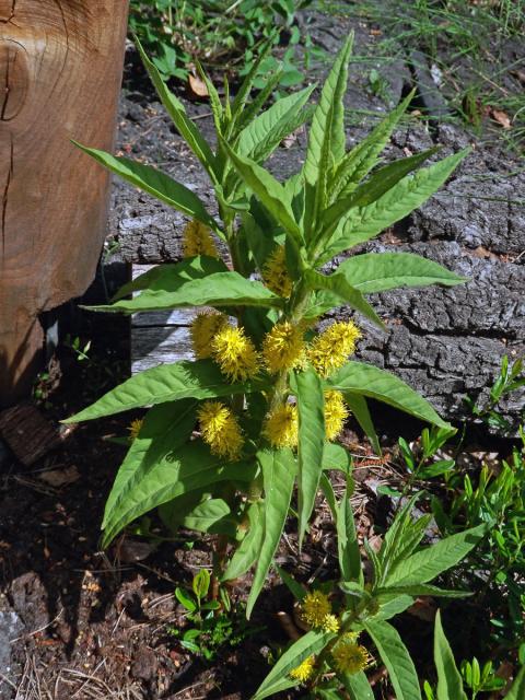 Vrbina kytkokvětá (Lysimachia thyrsiflora L.)