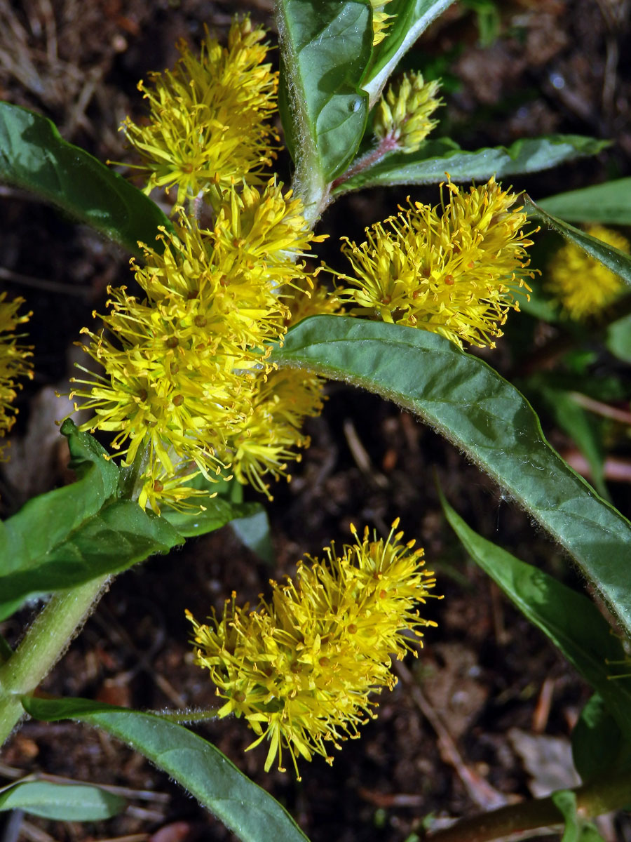 Vrbina kytkokvětá (Lysimachia thyrsiflora L.)