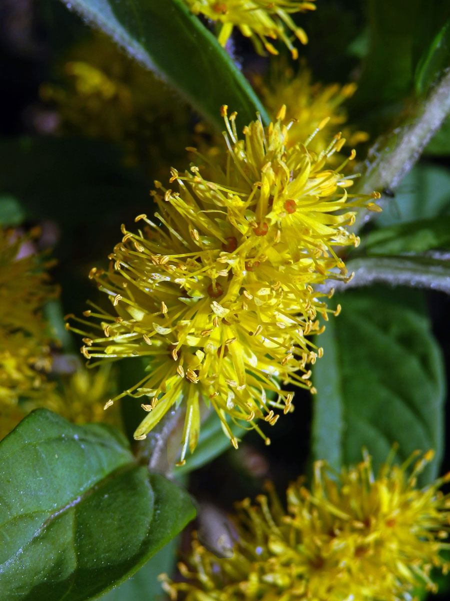 Vrbina kytkokvětá (Lysimachia thyrsiflora L.)