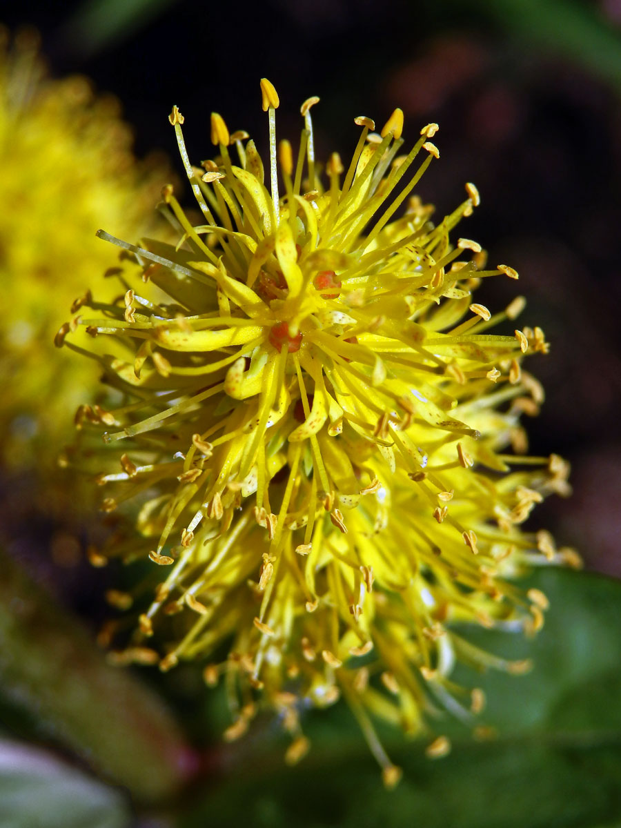 Vrbina kytkokvětá (Lysimachia thyrsiflora L.)