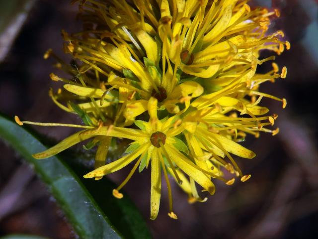 Vrbina kytkokvětá (Lysimachia thyrsiflora L.)