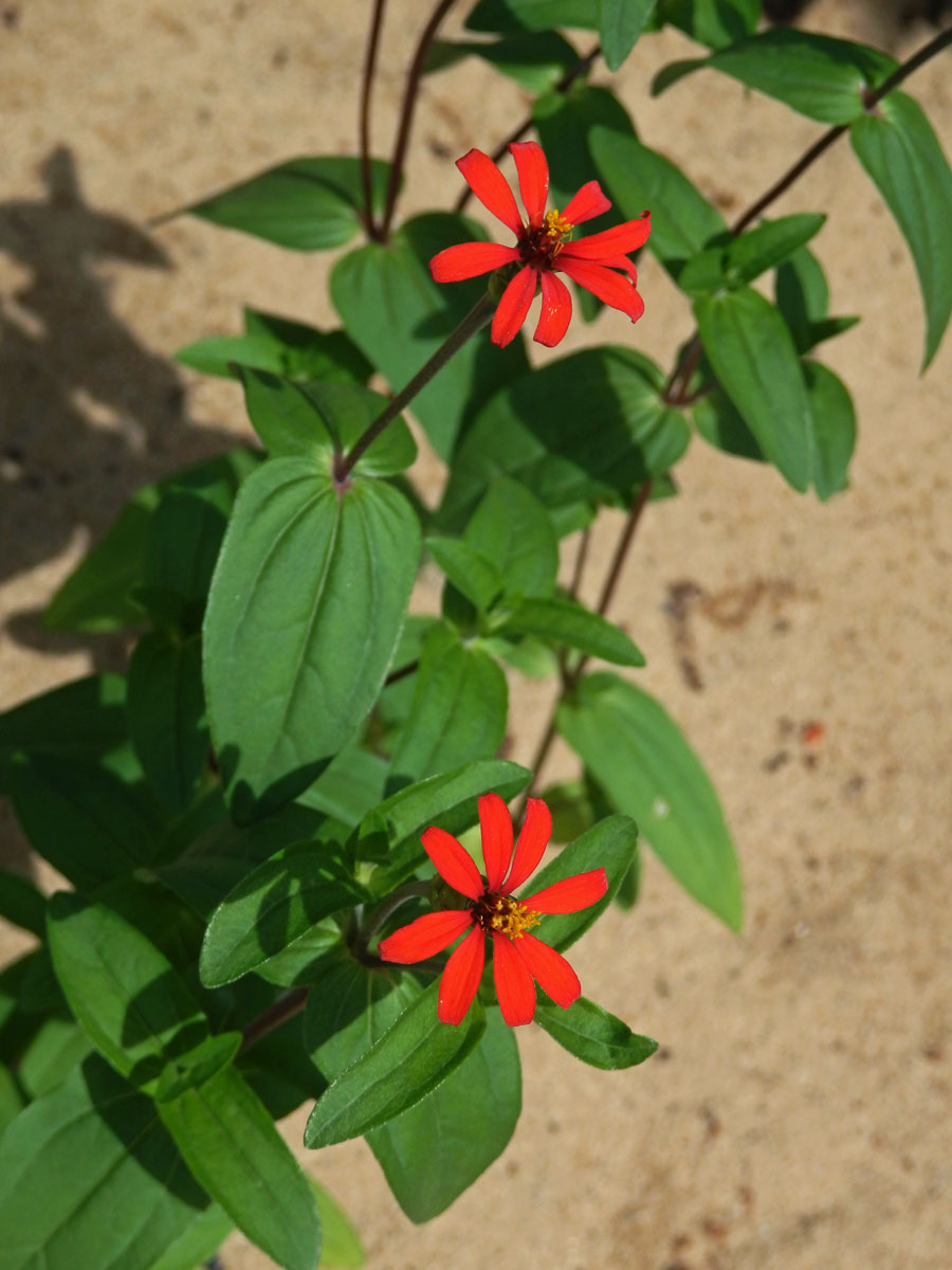 Ostálka úzkolistá (Zinnia angustifolia Kunth)