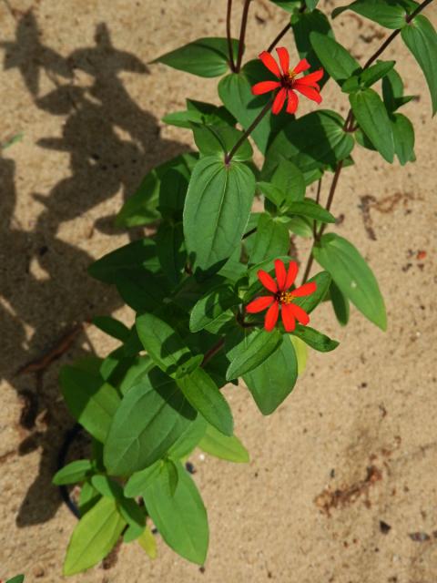 Ostálka úzkolistá (Zinnia angustifolia Kunth)