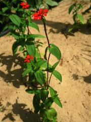 Ostálka úzkolistá (Zinnia angustifolia Kunth)