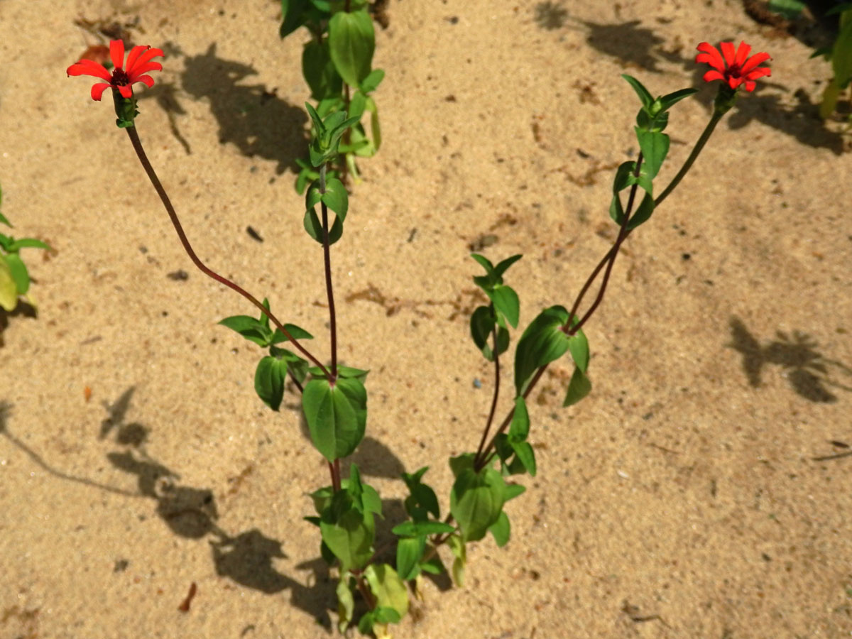 Ostálka úzkolistá (Zinnia angustifolia Kunth)