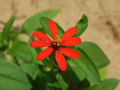 Ostálka úzkolistá (Zinnia angustifolia Kunth)