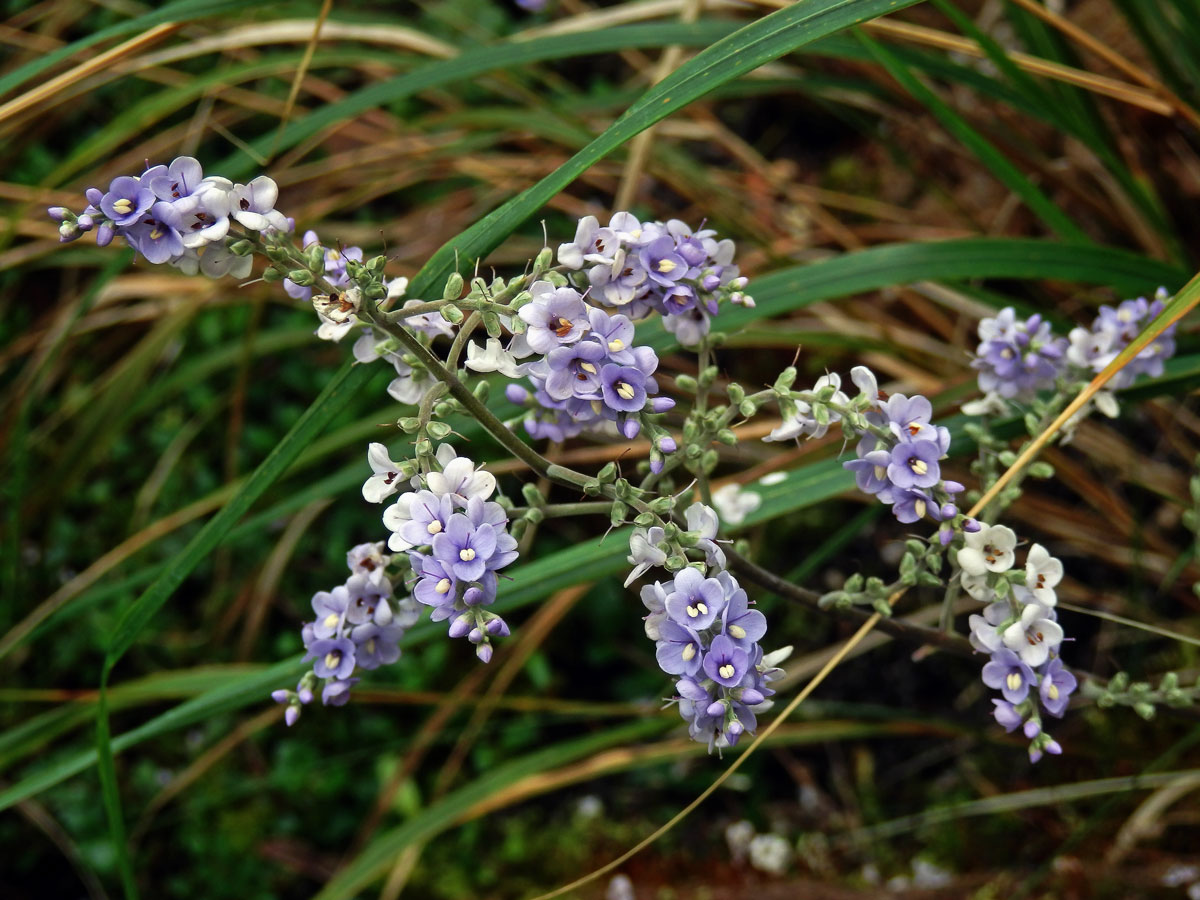 Hebe Hulkeova (Veronica hulkeana F. Muell.)