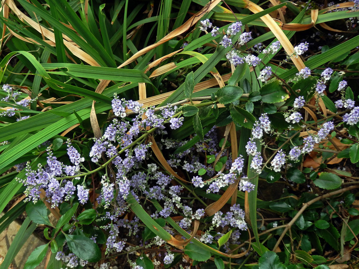 Hebe Hulkeova (Veronica hulkeana F. Muell.)