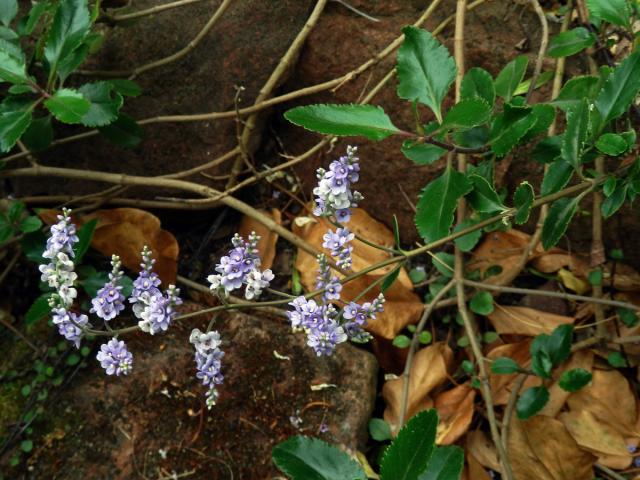 Hebe Hulkeova (Veronica hulkeana F. Muell.)