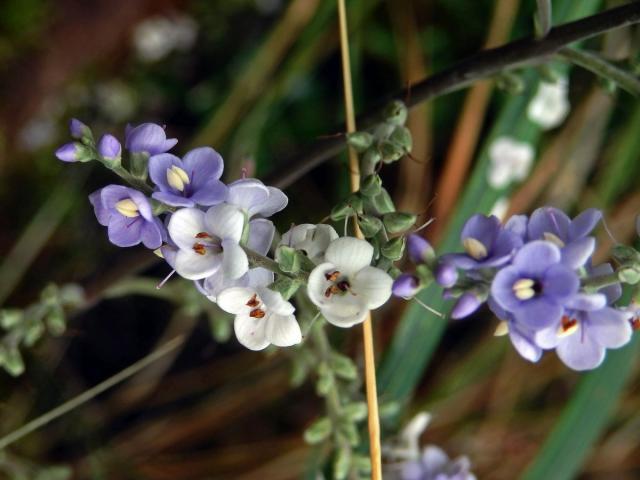 Hebe Hulkeova (Veronica hulkeana F. Muell.)