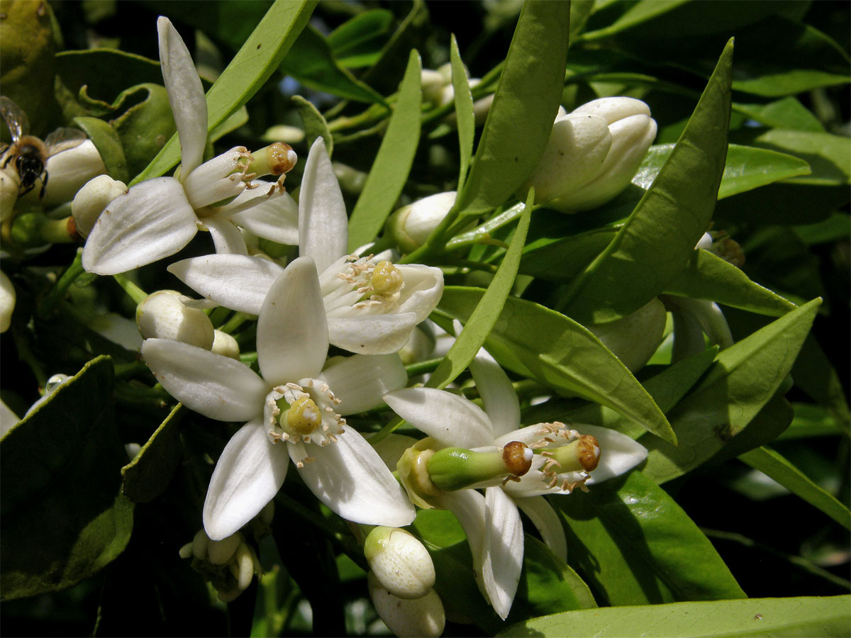 Pomerančovník pravý (Citrus x sinensis (L.) Osbeck)