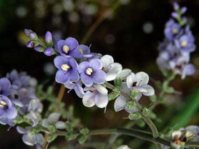 Hebe Hulkeova (Veronica hulkeana F. Muell.)