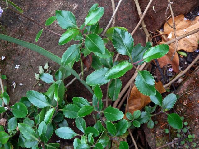 Hebe Hulkeova (Veronica hulkeana F. Muell.)