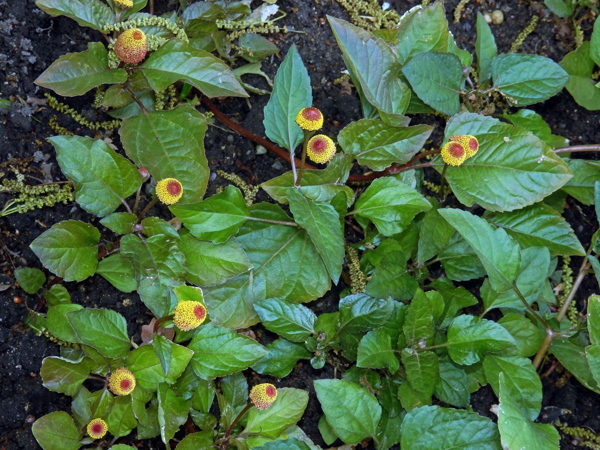 Plamatka zelná (Acmella oleracea (L.) RK Jansen)