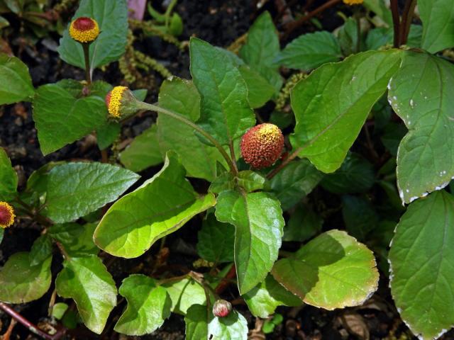 Plamatka zelná (Acmella oleracea (L.) RK Jansen)