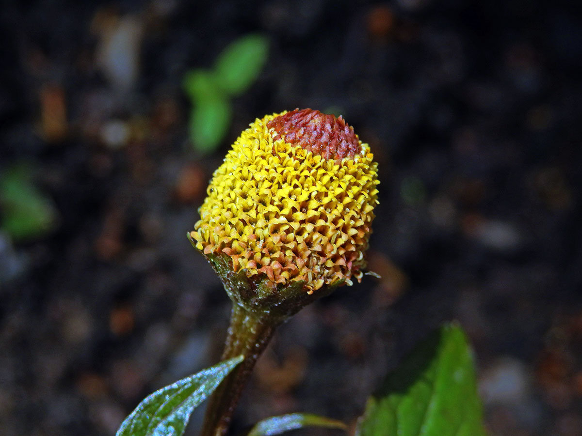 Plamatka zelná (Acmella oleracea (L.) RK Jansen)