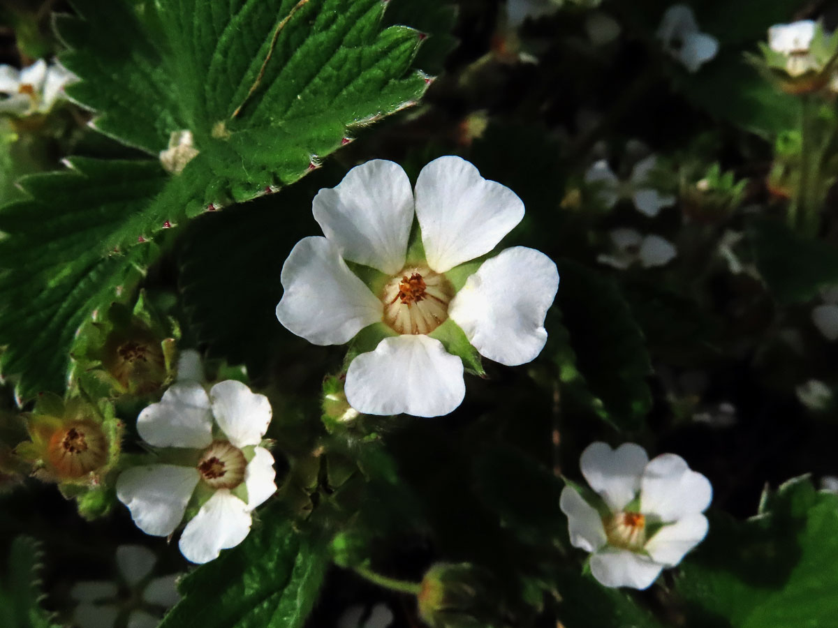 Mochna malokvětá (Potentilla micrantha Ramond ex DC.)