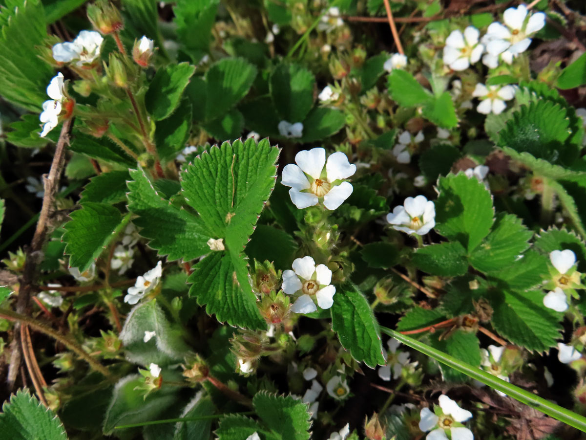 Mochna malokvětá (Potentilla micrantha Ramond ex DC.)