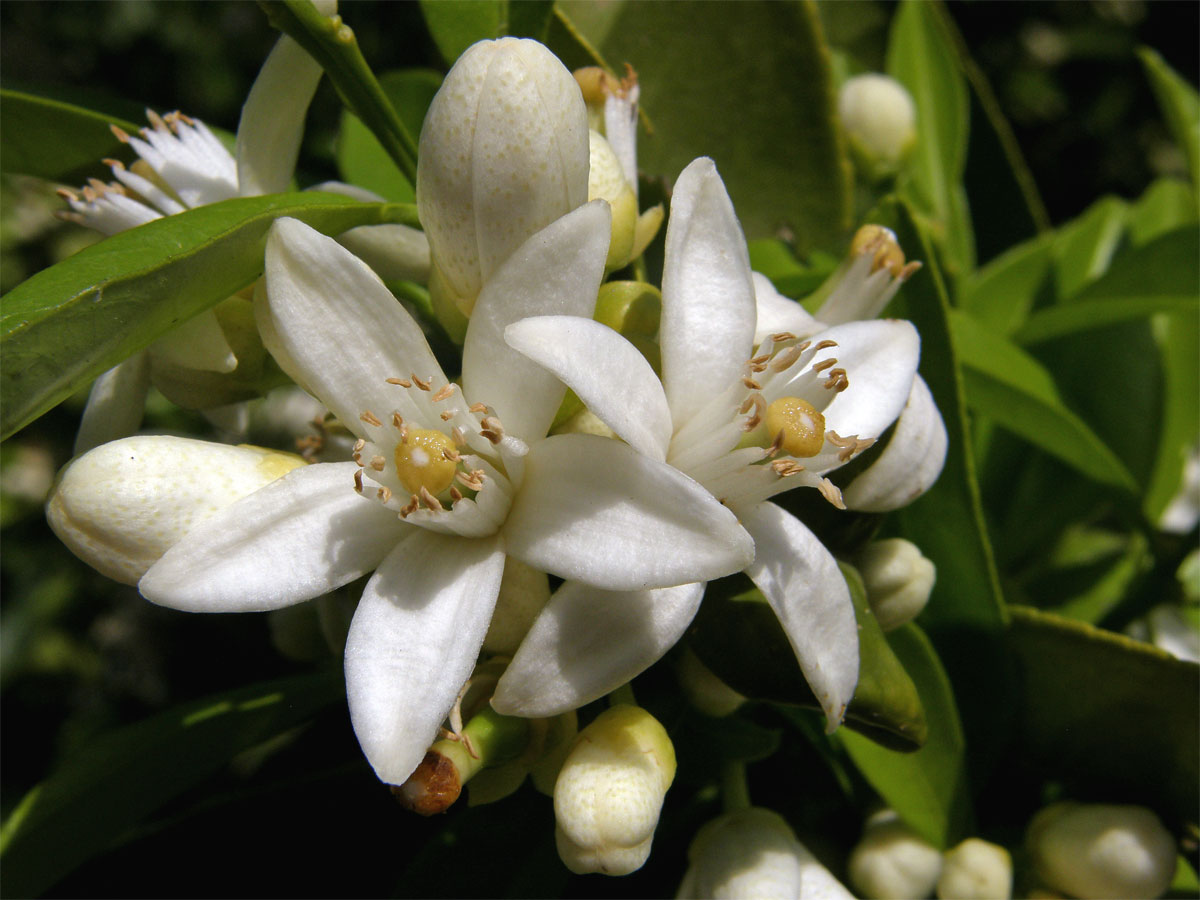 Pomerančovník pravý (Citrus x sinensis (L.) Osbeck)