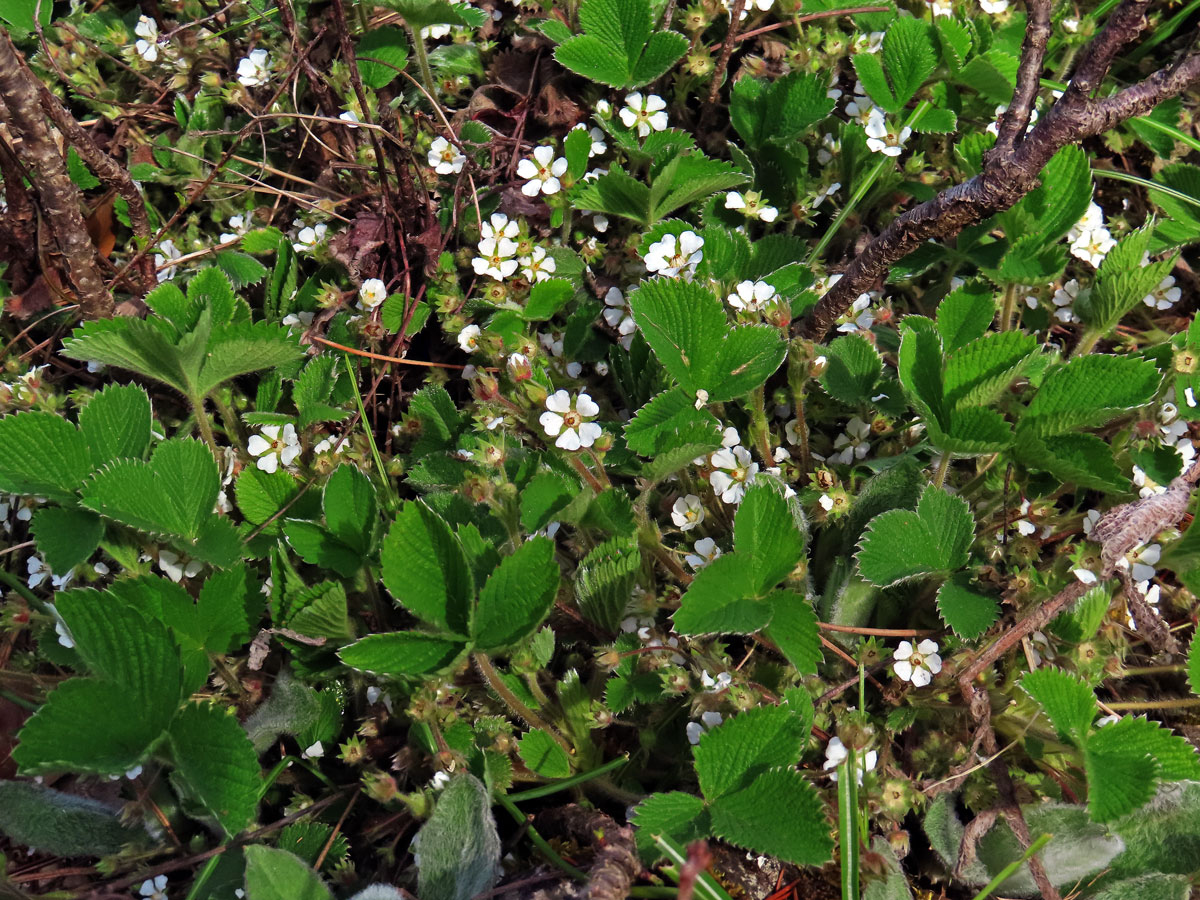 Mochna malokvětá (Potentilla micrantha Ramond ex DC.)