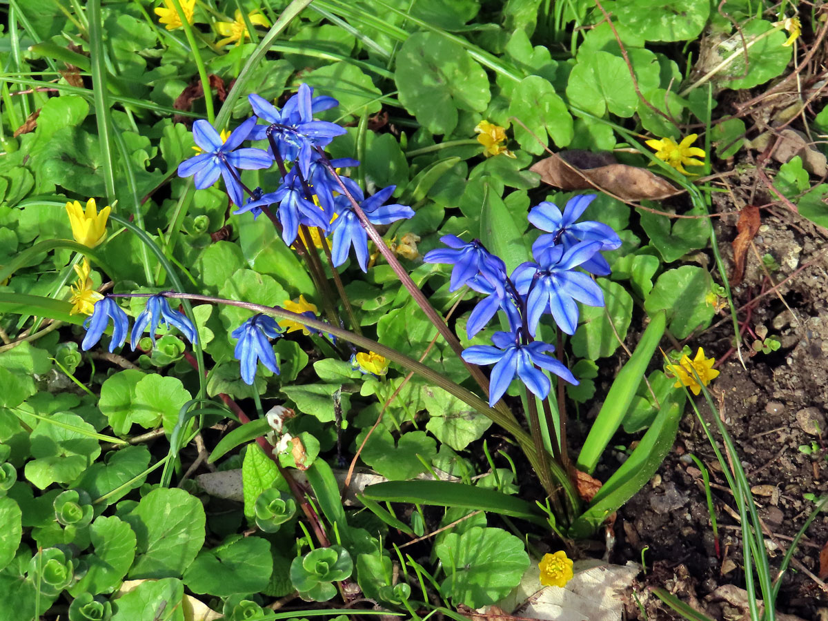 Ladoňka sibiřská (Scilla siberica Haw.)