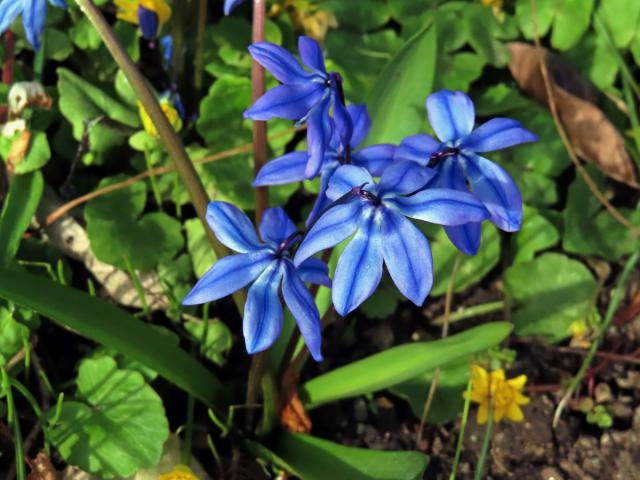 Ladoňka sibiřská (Scilla siberica Haw.)