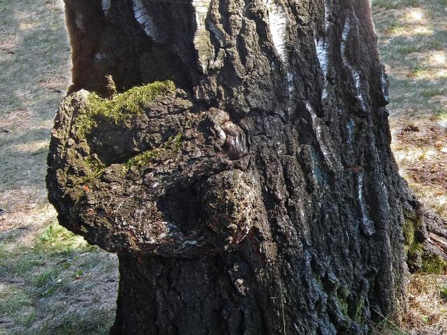 Nádor na bříze bělokoré (Betula pendula Roth) (107)