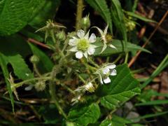 Ostružiník drsný (Rubus scaber Weihe)