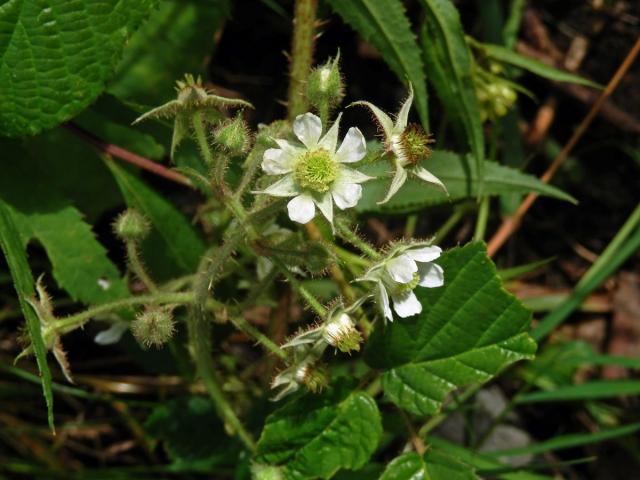 Ostružiník drsný (Rubus scaber Weihe)