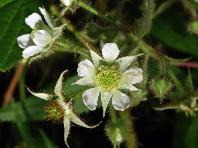 Ostružiník drsný (Rubus scaber Weihe)