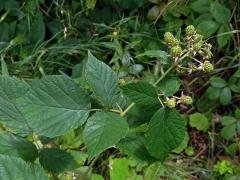 Ostružiník drsný (Rubus scaber Weihe)