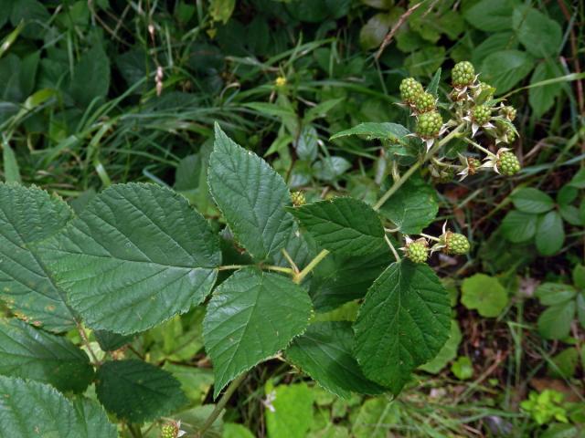 Ostružiník drsný (Rubus scaber Weihe)