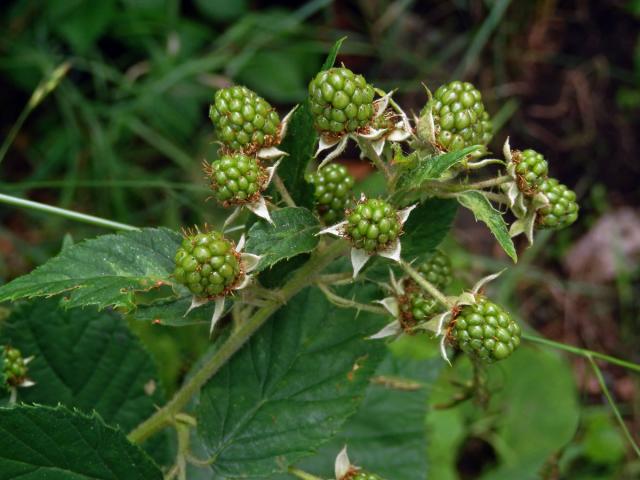 Ostružiník drsný (Rubus scaber Weihe)