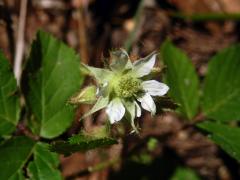 Ostružiník drsný (Rubus scaber Weihe), sedmičetný květ (4)