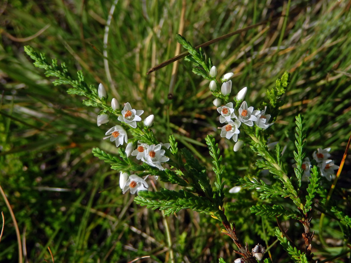 Atypická barva květů vřesu obecného (Calluna vulgaris (L.) Hull) (1b)