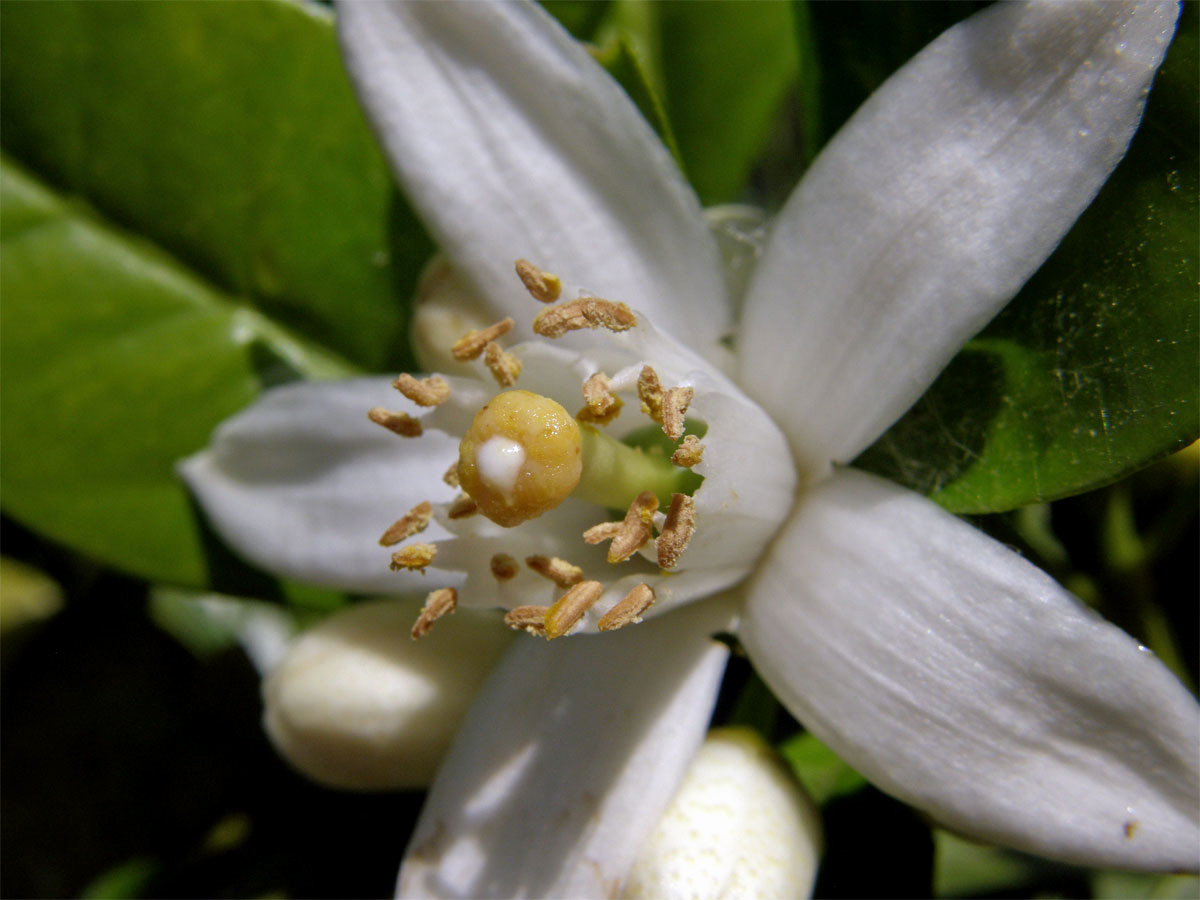 Pomerančovník pravý (Citrus x sinensis (L.) Osbeck)