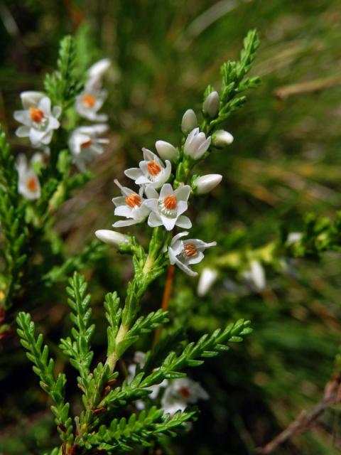 Atypická barva květů vřesu obecného (Calluna vulgaris (L.) Hull) (1c)