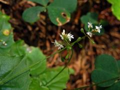 Čarovník alpský (Circaea alpina L.)