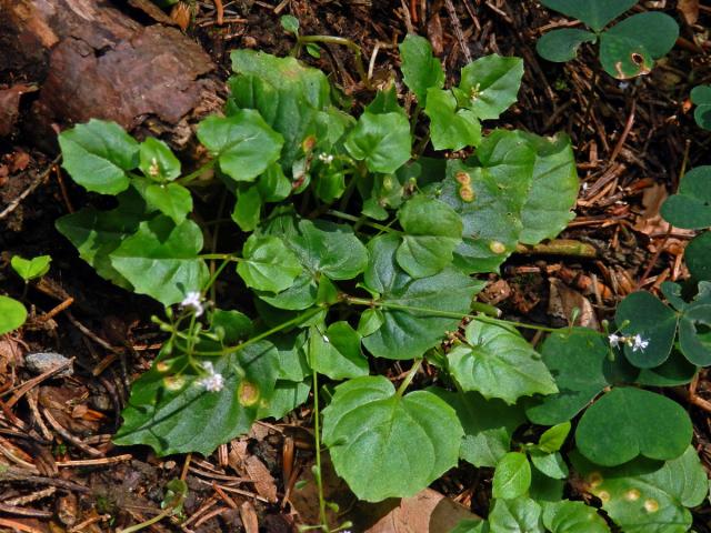 Čarovník alpský (Circaea alpina L.)