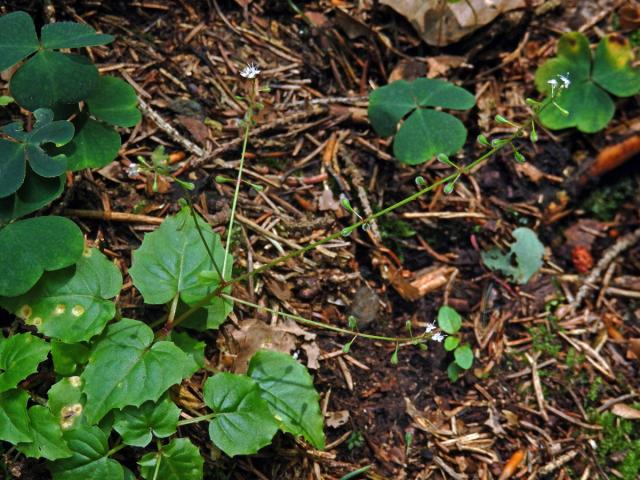 Čarovník alpský (Circaea alpina L.)