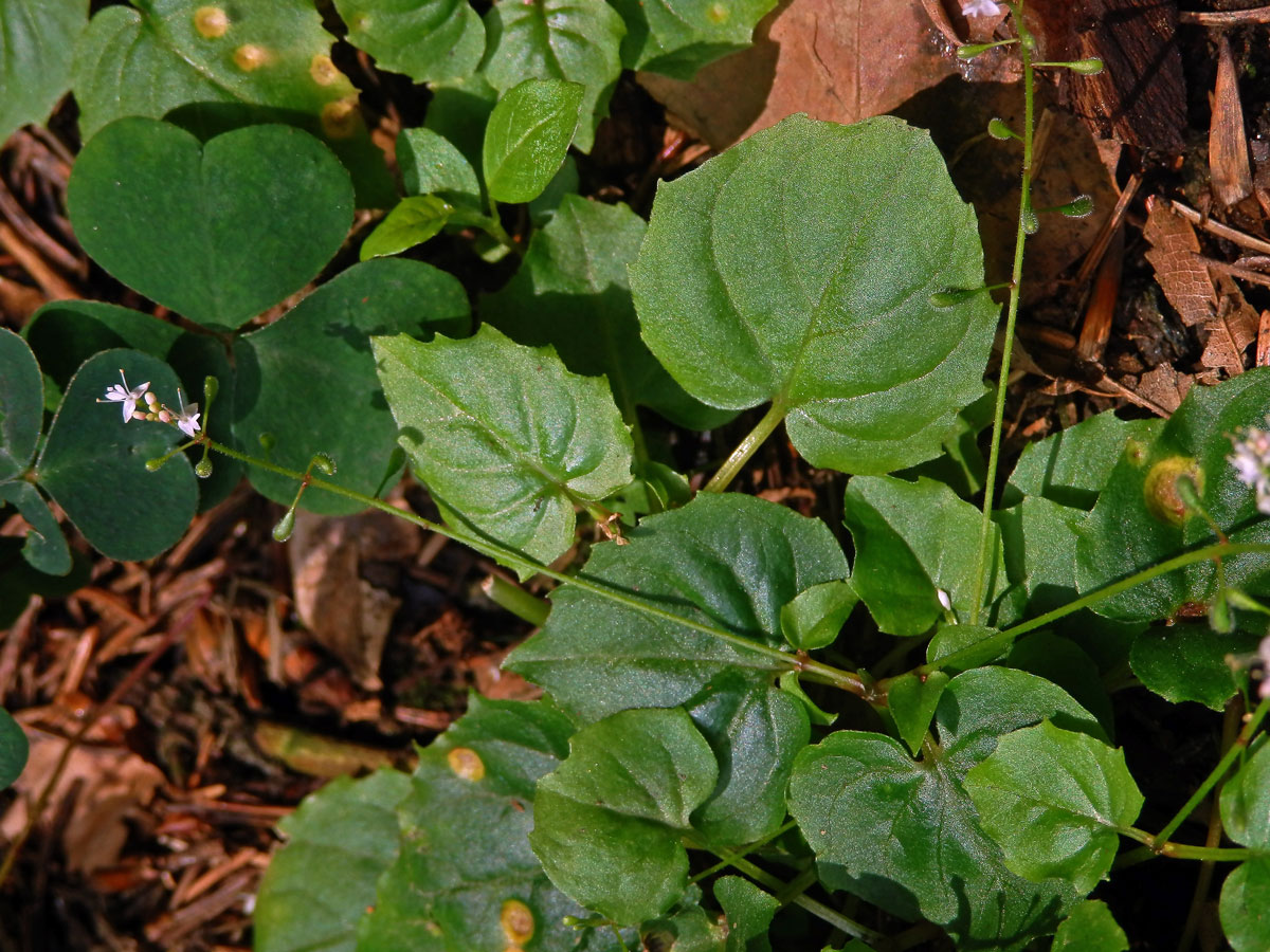 Čarovník alpský (Circaea alpina L.)